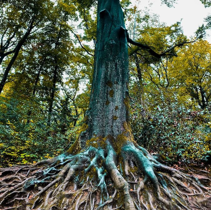 La beauté et l’intelligence du deuxième Plan d’Existence